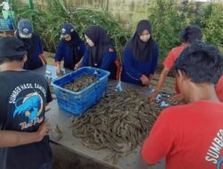 SMK Perikanan dan Kelautan Puger Panen Raya Udang Vaname