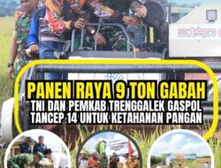 Panen Raya 9 Ton Gabah, TNI dan Pemkab Trenggalek Gaspol Tancep 14 untuk Ketahanan Pangan