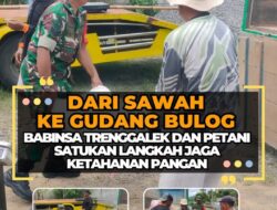 Dari Sawah ke Gudang Bulog: Babinsa Trenggalek dan Petani Satukan Langkah Jaga Ketahanan Pangan