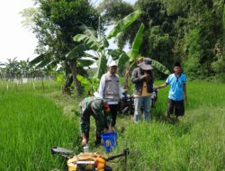 Babinsa Koramil 0829-05/Kwanyar Dampingi Penyemprotan Vitamin Padi