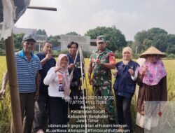 Babinsa Koramil 0829-02/Socah Dampingi PPL Panen Padi Gogo di Desa Keleyan