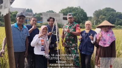 Babinsa Koramil 0829-02/Socah Dampingi PPL Panen Padi Gogo di Desa Keleyan