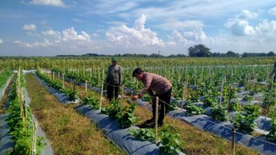 Kanit Binmas Polsek Prambon Tinjau Lahan Melon, Dukung Ketahanan Pangan Mandiri