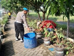 Bhabinkamtibmas Desa Ponokawan Rawat Tanaman Terong, Dukung Ketahanan Pangan