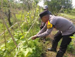 Polsek Taman Kembangkan Tanaman Hortikultura Dorong Ketahanan Pangan