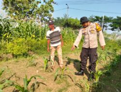 Dukung Ketahanan Pangan, Bhabinkamtibmas Polsek Balongbendo Dampingi Perawatan Tanaman Jagung