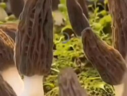 JAMUR MOREL KEKAYAAN ALAM INDONESIA  BERNILAI EKONOMI TINGGI