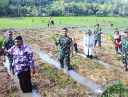 DANDIM 0806/TRENGGALEK MENYATU DENGAN PETANI: TANAM PADI METODE TOT DI KAMPAK