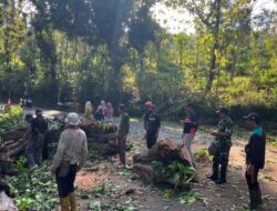 Pohon Rawan Tumbang Ancam Warga, TNI dan BPBD Trenggalek Turun Tangan!