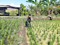 BABINSA PEGAMBIRAN DAMPINGI POKTAN SIRANDU JAYA BERSIHKAN LAHAN SAWAH 