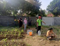 BABINSA KESAMBI DAMPINGI KWT KAMPUNG MELATI TANAM BUAH NAGA DAN JAGUNG 