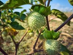 POTENSI TANAMAN KECUBUNG SEBAGAI OBAT TRADISIONAL MULTIFUNGSI