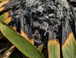 ABU DAUN BAMBU, SOLUSI ALAMI UNTUK MENINGKATKAN PRODUKTIVITAS TANAMAN CABAI