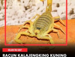 RACUN KALAJENGKING KUNING SEEKOR PREDATOR KECIL POTENSI  DETEKSI MEDIS
