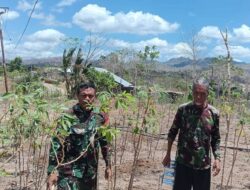 DUKUNG KETAHANAN PANGAN KELUARGA, BABINSA KORAMIL HALILULIK BANTU WARGA PANEN SINGKONG 