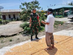 Hangatnya Silaturahmi Babinsa Dan Petani Jagung Di Ladang Simalungun