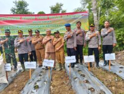 Danramil 01/GS Hadiri Kegiatan Penanaman Jagung Bersama Polres Nias Di Desa Tumori