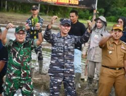 Sambut HUT TNI Ke-80, Lanal Simeulue Bersama Kodim 0115/Simeulue Melaksanakan Penanaman Padi Di Pulau Terluar Provinsi Aceh