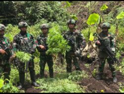 Satgas Gabungan Yonif 751/VJS, Ketapang Dan Prayudha Temukan Empat Kebun Ganja Di Kampung Aldom, Oksibil Kab. Pegunungan Bintang