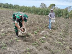 Babinsa Hadiri Musyawarah Pembentukan Tim RKP Nagori Bosar, Wujud Kebersamaan Bangun Desa