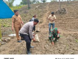 Babinsa Koramil 16/Panei Tongah Ikut Tanam Perdana Jahe Putih, Dorong Ekonomi Kerakyatan Di Nagori Sigodang