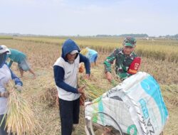 Perkuat Ketahanan Pangan, Babinsa Kodim 0721/Blora Dampingi Warga Panen Padi