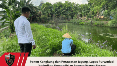Panen Kangkung dan Perawatan Jagung, Lapas Purwodadi Wujudkan Kemandirian Pangan Warga Binaan