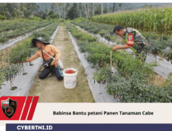 Babinsa Bantu petani Panen Tanaman Cabe