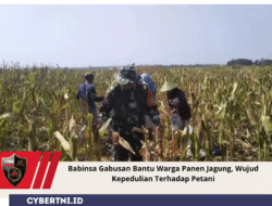 Babinsa Gabusan Bantu Warga Panen Jagung, Wujud Kepedulian Terhadap Petani