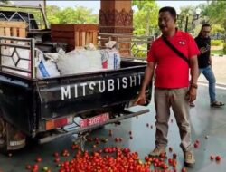 Harga Tomat Anjlok : Tuntutan Kelompok Petani Kare, Kadisperindagkopum Perjuangkan Nasib Petani 