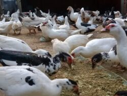 Limbah Makanan MBG di Manfaatkan untuk Bank Pakan Ternak Gerakan bersama Menjaga Lingkungan