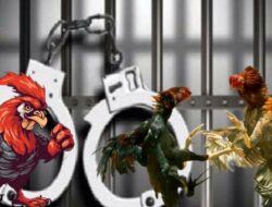 Diduga Polisi Diancam Sekelompok Preman Bila Bubarkan Sabung Ayam Di Desa Kedokan Bunder ‘Leher Taruhannya’