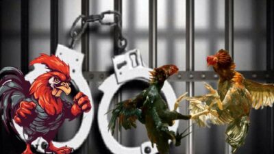 Diduga Polisi Diancam Sekelompok Preman Bila Bubarkan Sabung Ayam Di Desa Kedokan Bunder ‘Leher Taruhannya’