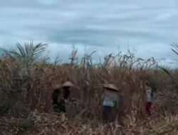 PLTU Tanjung Awar-Awar Tuban Sinergi Energi dengan Poktan Sido Makmur Limbah Jagung Miliki Nilai Jualaaaa