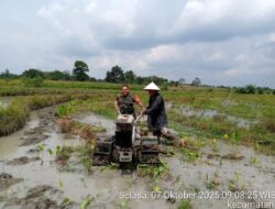 Babinsa Koramil 09/Tiga Balata Turun Ke Sawah, Dampingi Petani Olah Lahan Di Nagori Marihat Dolok