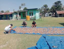Dukung Peningkatan Ekonomi Warga, Babinsa Koramil Kobalima Bantu Menjemur Kopra