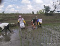 Wujud Kemanunggalan TNI Dan Rakyat, Babinsa Tiga Balata Gotong Royong Tanam Padi Di Lumban Gorat