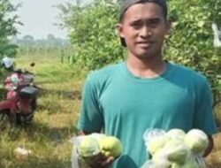 Petani  Muda Tanam Jambu Crystal  Tumbuh Subur Berbuah Peluang Bisnis Besar di Lahan Kosong