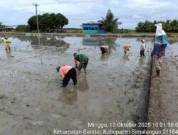 BABINSA KORAMIL 06/PERDAGANGAN BANTU PERCEPAT TANAM PADI DI NAGORI BANDAR RAKYAT
