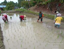 BABINSA KORAMIL 09/TIGA BALATA TURUN KE SAWAH BANTU PETANI TANAM PADI DI SIMALUNGUN