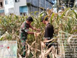 TMMD ke-126 Kodim 1612/Manggarai Buka Akses Jalan Pertanian, Tuntaskan Keterisolasian Desa