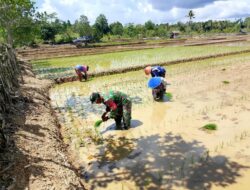 Tingkatkan Ketahanan Pangan, Babinsa Bantu Petani Tanam Padi