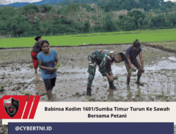 Babinsa Kodim 1601/Sumba Timur Turun Ke Sawah Bersama Petani