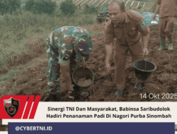 Sinergi TNI Dan Masyarakat, Babinsa Saribudolok Hadiri Penanaman Padi Di Nagori Purba Sinombah