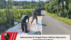 Kebersamaan Di Tengah Panen, Babinsa Raya Jemur Jagung Bersama Petani