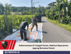 Kebersamaan Di Tengah Panen, Babinsa Raya Jemur Jagung Bersama Petani