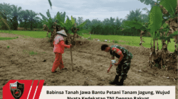 Babinsa Tanah Jawa Bantu Petani Tanam Jagung, Wujud Nyata Kedekatan TNI Dengan Rakyat