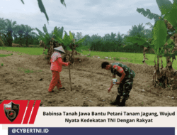 Babinsa Tanah Jawa Bantu Petani Tanam Jagung, Wujud Nyata Kedekatan TNI Dengan Rakyat