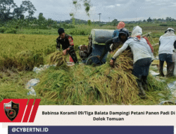 Babinsa Koramil 09/Tiga Balata Dampingi Petani Panen Padi Di Dolok Tomuan