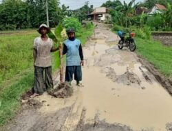 Tanam Puluhan Pohon Pisang Protes Warga Semakin Kecewa Kondisi Jalan Semakin Memburuk